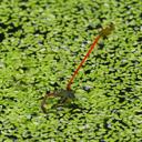 Image of Ceriagrion bellona imported from iNaturalist.