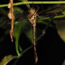 Image of Macromidia fulva imported from iNaturalist.