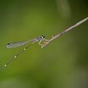 Image of Protosticta gravelyi imported from iNaturalist.