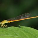 Image of Ceriagrion rubiae imported from iNaturalist.