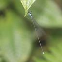 Image of Coeliccia erici imported from iNaturalist.