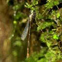 Image of Protosticta himalaica imported from iNaturalist.