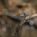 Image of Coeliccia nigrohamata imported from iNaturalist.