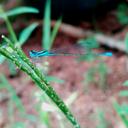 Image of Aciagrion occidentale imported from iNaturalist.