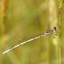 Image of Agriocnemis pieris imported from iNaturalist.