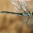 Image of Macromia callisto imported from iNaturalist.