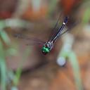 Image of Macromia cydippe imported from iNaturalist.