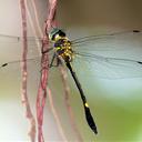 Image of Macromidia genialis imported from iNaturalist.