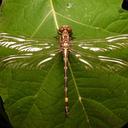 Image of Acrogomphus fraseri imported from iNaturalist.