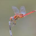 Image of Urothemis abbotti imported from iNaturalist.