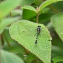 Image of Merogomphus femoralis imported from iNaturalist.