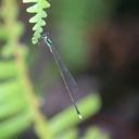 Image of Coeliccia fraseri imported from iNaturalist.