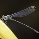 Image of Devadatta podolestoides imported from iNaturalist.