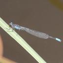 Image of Pseudagrion sudanicum imported from iNaturalist.