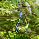 Image of Anax imperator imported from iNaturalist.