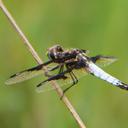 Image of Palpopleura albifrons imported from iNaturalist.