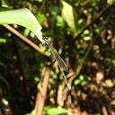 Image of Pseudagrion grilloti imported from iNaturalist.