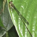 Image of Heteragrion johndeaconi imported from iNaturalist.