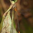 Image of Heteragrion rogertaylori imported from iNaturalist.