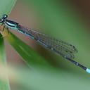 Image of Anisagrion kennedyi imported from iNaturalist.