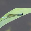 Image of Acanthagrion inexpectum imported from iNaturalist.