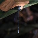 Image of Acanthagrion rubrifrons imported from iNaturalist.