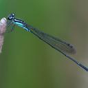 Image of Acanthagrion trilobatum imported from iNaturalist.