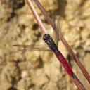 Image of Orthetrum signiferum imported from iNaturalist.