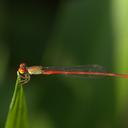 Image of Ceriagrion praetermissum imported from iNaturalist.