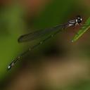 Image of Drepanosticta gazella