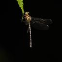 Image of Heliogomphus drescheri imported from iNaturalist.