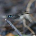 Image of Argiocnemis ensifera imported from iNaturalist.