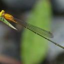 Image of Pseudagrion silaceum imported from iNaturalist.