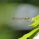 Image of Selysioneura phasma imported from iNaturalist.