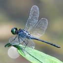 Image of Chalybeothemis fluviatilis imported from iNaturalist.