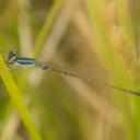 Image of Mortonagrion falcatum imported from iNaturalist.