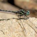 Image of Orthetrum silvarum imported from iNaturalist.