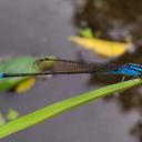 Image of Pseudagrion nigrofasciatum imported from iNaturalist.