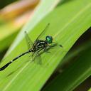 Image of Huonia rheophila imported from iNaturalist.