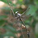 Image of Macrogomphus phalantus imported from iNaturalist.