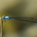 Image of Pseudagrion calosomum imported from iNaturalist.