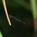 Image of Elattoneura coomansi imported from iNaturalist.