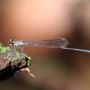 Image of Elattoneura longispina imported from iNaturalist.