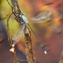 Image of Lestes praecellens imported from iNaturalist.