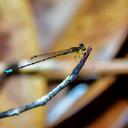 Image of Mortonagrion appendiculatum imported from iNaturalist.