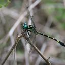 Image of Onychogomphus rappardi imported from iNaturalist.