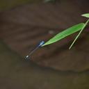 Image of Pseudagrion celebense imported from iNaturalist.