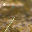 Image of Pseudagrion coomansi imported from iNaturalist.