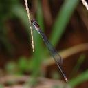 Image of Pseudagrion perfuscatum imported from iNaturalist.