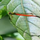 Image of Ceriagrion hoogerwerfi imported from iNaturalist.